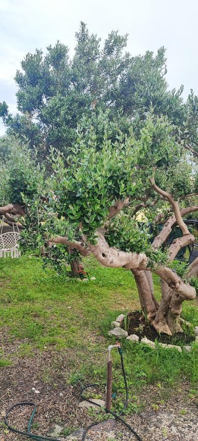 Apartman Duce Milka Villa Dış mekan fotoğraf